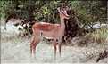 Impala du parc d'Etosha, Namibie (4)