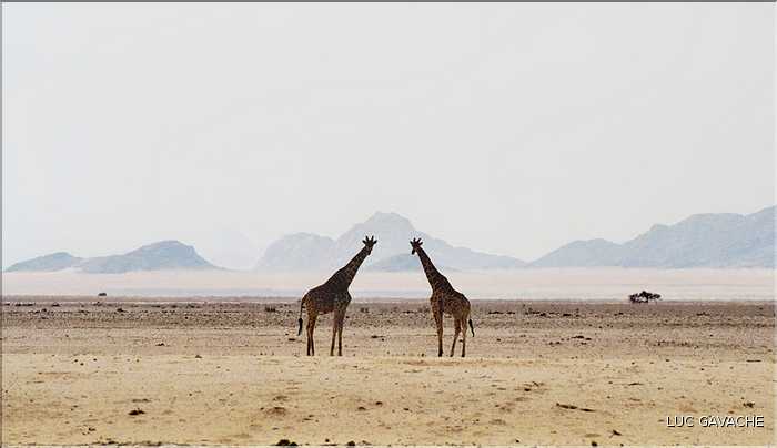 Girafe du parc d'Etosha, Namibie (1)