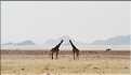 Girafe du parc d'Etosha, Namibie (1)