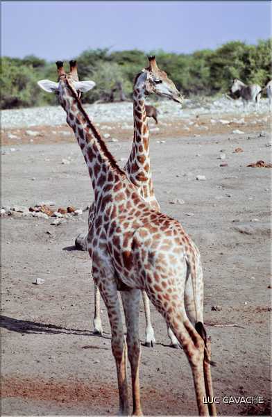 Girafe du parc d'Etosha, Namibie (2)