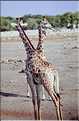 Girafe du parc d'Etosha, Namibie (2)