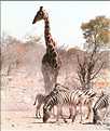 Girafe du parc d'Etosha, Namibie (3)