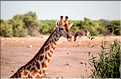 Girafe du parc d'Etosha, Namibie (4)