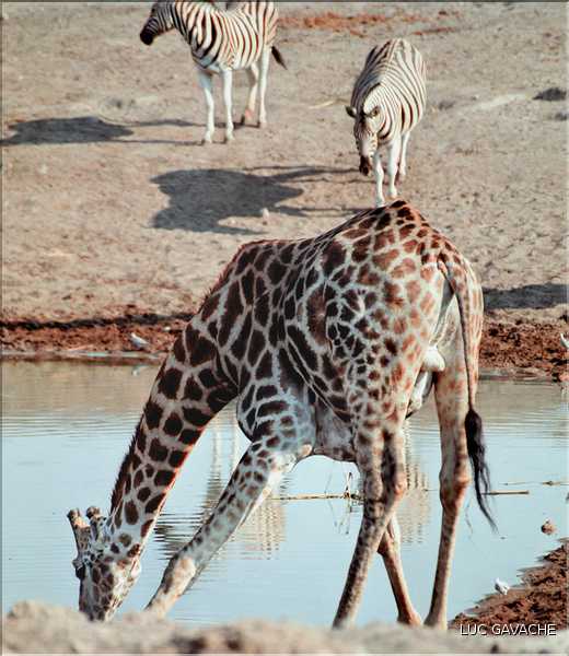 Girafe du parc d'Etosha, Namibie (5)
