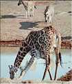 Girafe du parc d'Etosha, Namibie (5)