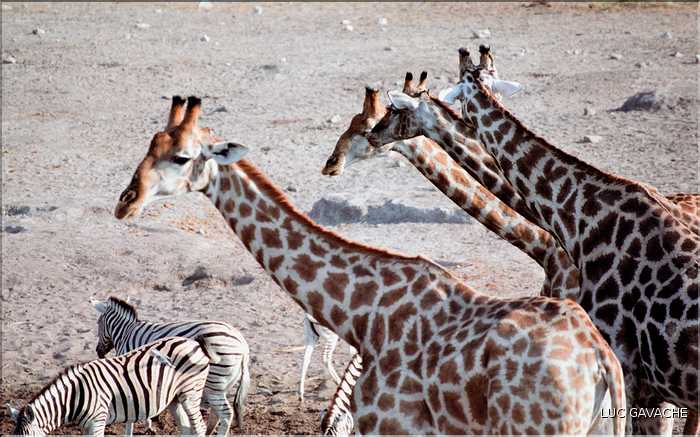 Girafe du parc d'Etosha, Namibie (6)