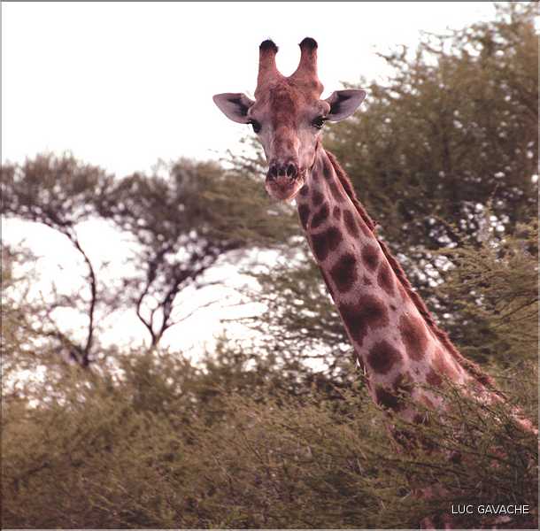 Girafe du parc d'Etosha, Namibie (7)