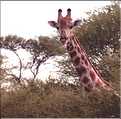 Girafe du parc d'Etosha, Namibie (7)