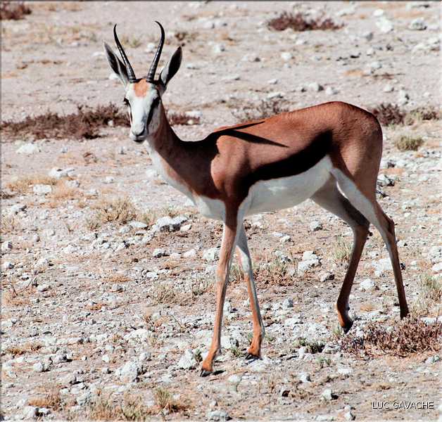 Springbok, Etosha, Namibie