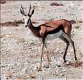 Springbok, Etosha, Namibie