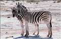 Zèbres d'Etosha, Namibie (1)