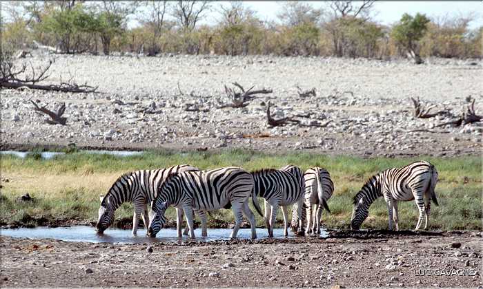 Zèbres d'Etosha, Namibie (3)