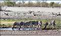Zèbres d'Etosha, Namibie (3)