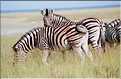 Zèbres d'Etosha, Namibie (4)