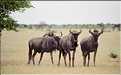 Gnou, Etosha, Namibie