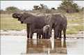 Eléphant d'Etosha, Namibie (1)