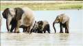 Eléphant d'Etosha, Namibie (2)