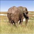 Eléphant d'Etosha, Namibie (3)