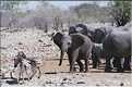 Eléphant d'Etosha, Namibie (5)