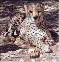 Guépard, Namibie (1)