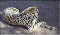 Guépard, Namibie (2)