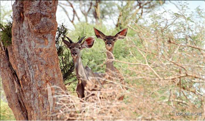 Kudu d'Etosha, Namibie (2)
