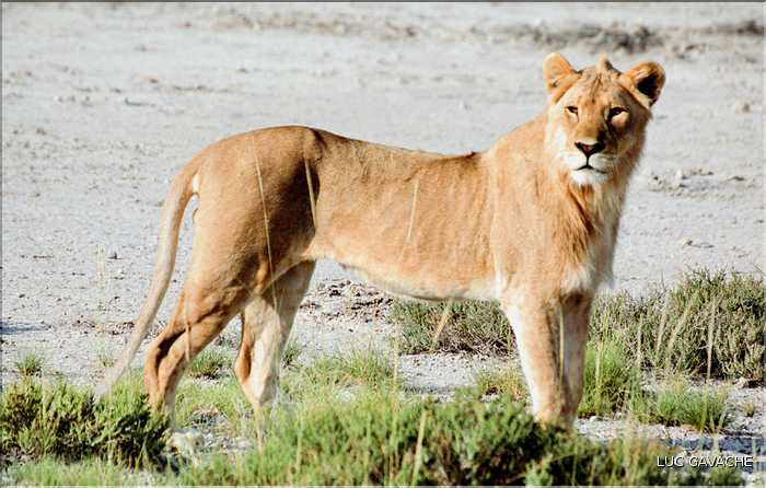 Lion, parc d'Etosha (1)