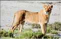 Lion, parc d'Etosha (1)