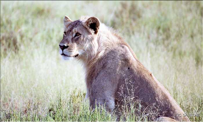 Lion, parc d'Etosha (2)