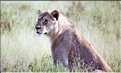 Lion, parc d'Etosha (2)