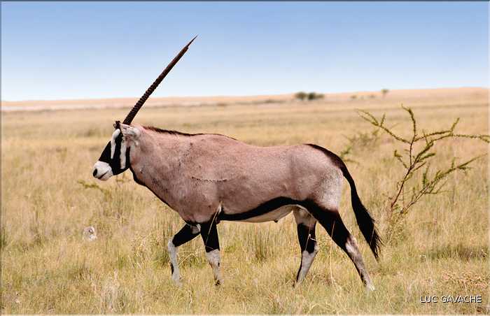 Oryx, Etosha, Namibie (1)