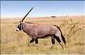 Oryx, Etosha, Namibie (1)