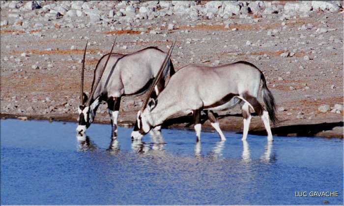 Oryx, Etosha, Namibie