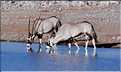 Oryx, Etosha, Namibie