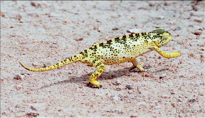 Caméléon, Etosha, Namibie