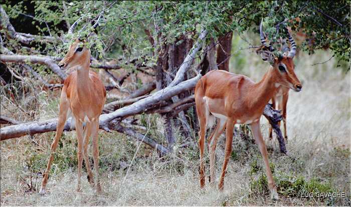 Cobe, parc d'Etosha, Namibie