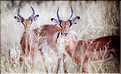 Cobe du parc Mahango, Namibie (1)