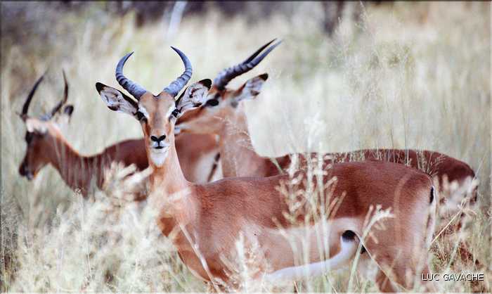 Cobe du parc Mahango, Namibie (2)
