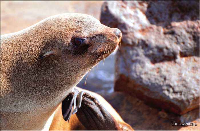 Otarie à oreille du Cap Cross, Namibie (2)