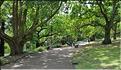L'Albert park d'Auckland. (3)