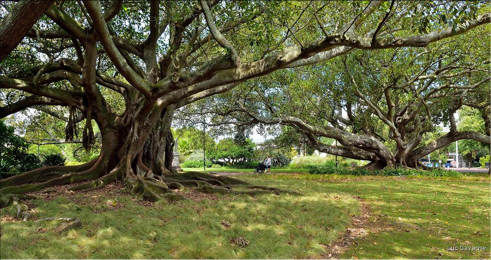 L'Albert park d'Auckland. (4)