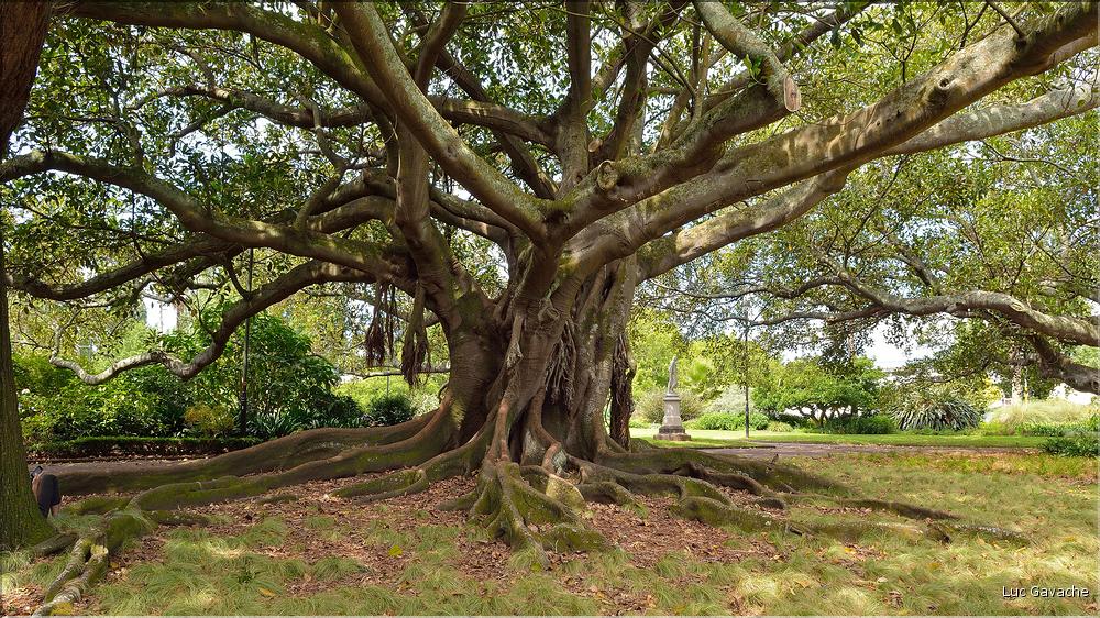 L'Albert park d'Auckland. (6)