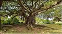 L'Albert park d'Auckland. (6)