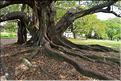 L'Albert park d'Auckland. (7)