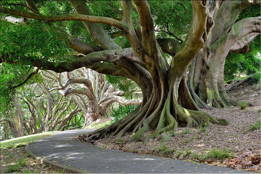 L'Albert park d'Auckland. (8)