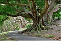 L'Albert park d'Auckland. (8)