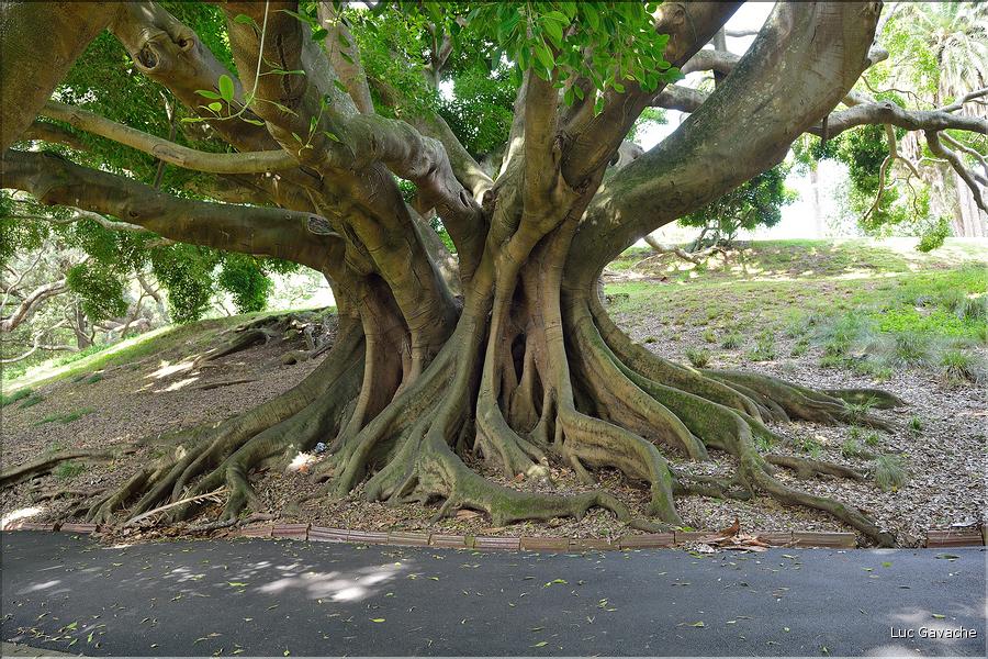 L'Albert park d'Auckland. (9)