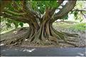 L'Albert park d'Auckland. (9)