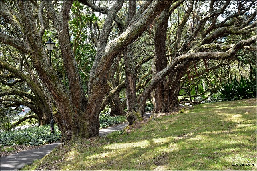 L'Albert park d'Auckland. (10)