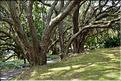 L'Albert park d'Auckland. (10)